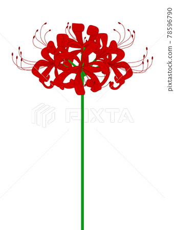 Illustration of red cluster amaryllis Illustration of red cluster amaryllis 78596790