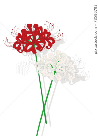 紅色和白色群集孤挺花的插圖 紅色和白色群集孤挺花的插圖 78596792