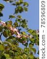 Dogwood 78596809