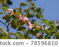 Dogwood 78596810