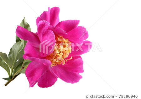 Pink peony flower Pink peony flower 78596940