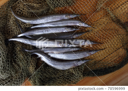 Garfish on net 78596999