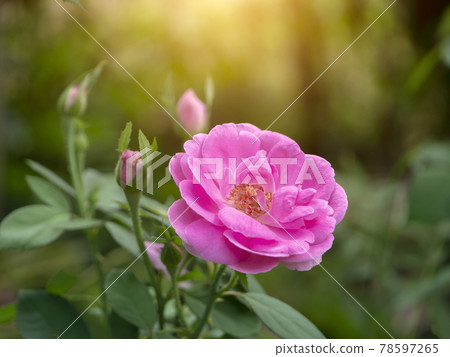 Close up Pink Damask Rose flower. Close up Pink Damask Rose flower. 78597265