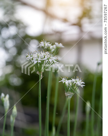 Close up Chinese Chive flower with blur background. Close up Chinese Chive flower with blur background. 78597267
