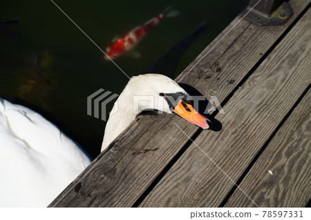 Swan's face Swan's face 78597331