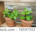 Succulent plants 78597352