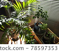 Interior green 78597353