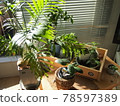 Interior green 78597389