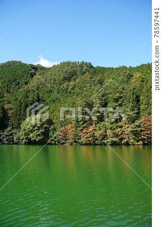 森林中的湖泊天鵝湖 森林中的湖泊天鵝湖 78597441