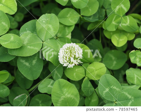 Clover at your feet Clover at your feet 78597465