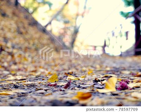 Autumn leaves fallen leaves autumn road 78597709