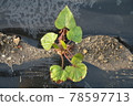 Planting sweet potato seedlings 78597713
