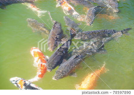 有鯉魚的湖 78597890