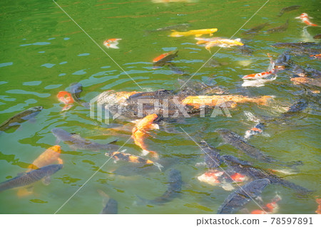 有鯉魚的湖 78597891