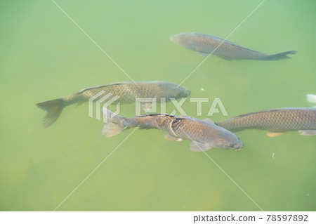 Lake with carp Lake with carp 78597892