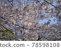 大阪城公園的美麗櫻花 78598108
