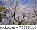 大阪城公園的美麗櫻花 78598110
