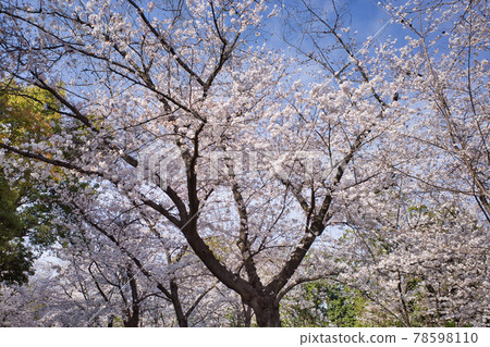 大阪城公園的美麗櫻花 大阪城公園的美麗櫻花 78598110