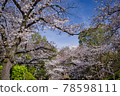 大阪城公園的美麗櫻花 78598111