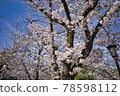 大阪城公園的美麗櫻花 78598112
