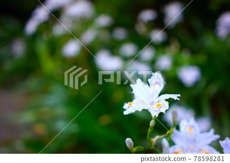 Small white flowers 78598281