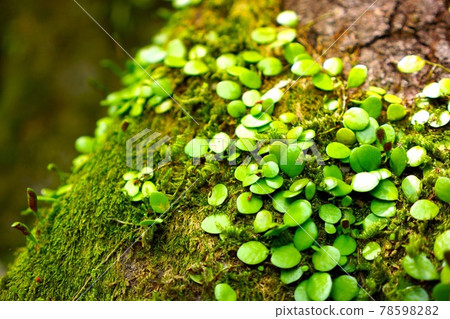 Plants sticking to trees 78598282