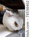 Rabbit  78598402