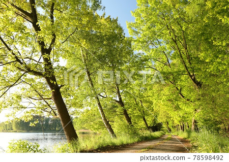 A country road among oaks on a sunny spring morning A country road among oaks on a sunny spring morning 78598492