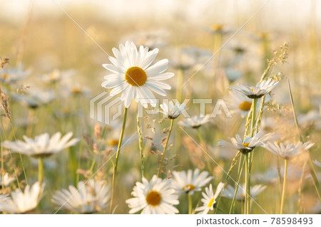 Daisies on a spring meadow at sunset Daisies on a spring meadow at sunset 78598493