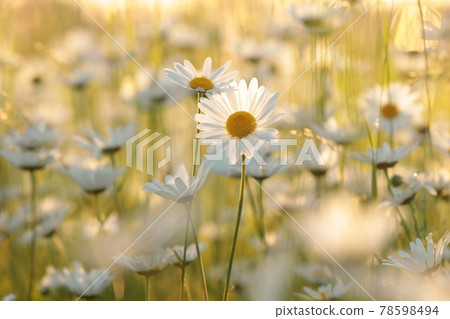 Daisies on a spring meadow at sunset Daisies on a spring meadow at sunset 78598494