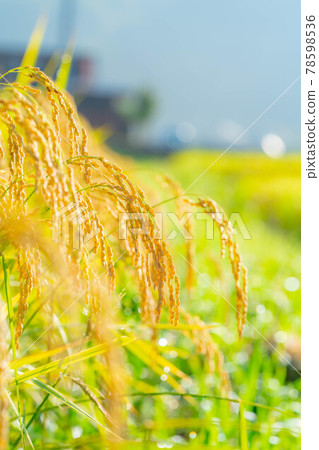 Rice ears and morning dew that hang their heads [Nagano Prefecture] 78598536