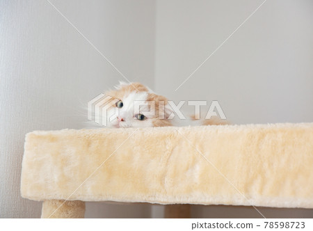 A cat that says something A cat that says something 78598723