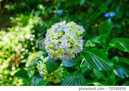hydrangea hydrangea 78598856