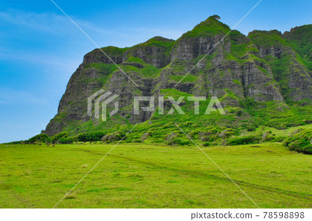 夏威夷瓦胡島古蘭尼牧場 78598898