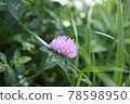 Sagina japonica flower from the side, light purple 78598950