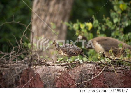 young Indian Peafowl or peachick on wall at ranthambore national park rajasthan india 78599157