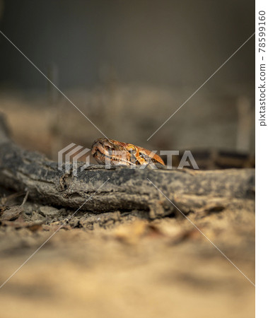 Python molurus or Indian rock python or black tailed python portrait on branch at keoladeo ghana national park or bharatpur bird sanctuary rajasthan india 78599160