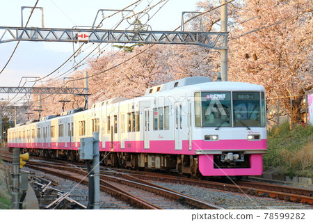 新京成線8800新噴漆車和盛開的櫻花路過千葉縣鐮谷市國木山附近 新京成線8800新噴漆車和盛開的櫻花路過千葉縣鐮谷市國木山附近 78599282