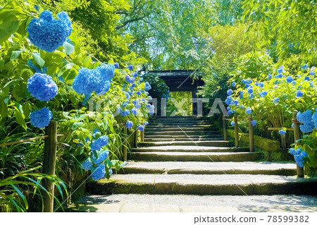 Hydrangea at Meigetsuin Temple in Kamakura 78599382