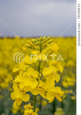 Canola field. Rapeseed plant, colza rapeseed for green energy. Yellow rape flower for healthy food oil on field. Springtime golden flowering. 78599433
