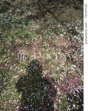 Take a photo of your own shadow on the ground covered with cherry blossom petals 78599585