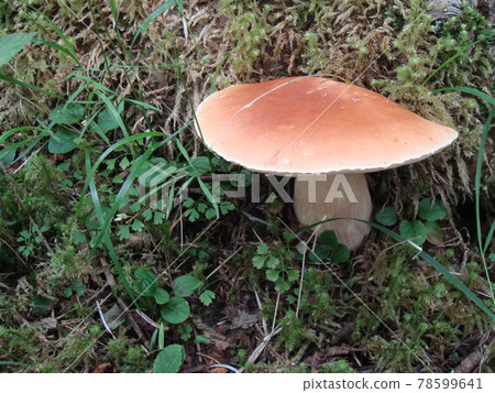 Boletus edulis native to Mt. Fuji Boletus edulis native to Mt. Fuji 78599641