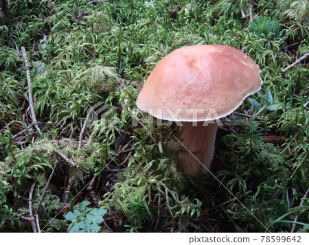 Boletus edulis native to Mt. Fuji 2 Boletus edulis native to Mt. Fuji 2 78599642