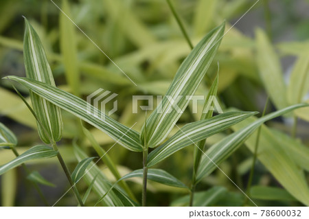 Dwarf white-striped Bamboo Dwarf white-striped Bamboo 78600032