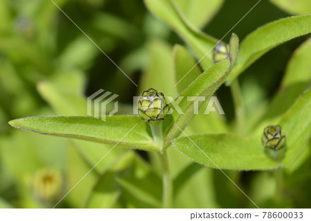 Common zinnia 78600033