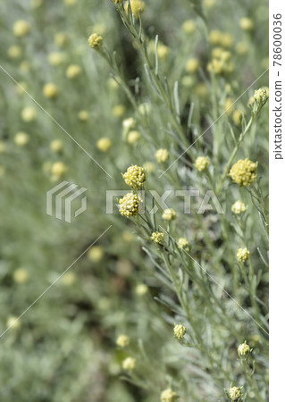 Italian everlasting flowers Italian everlasting flowers 78600036