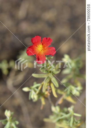 Rock rose Fire Dragon 78600038