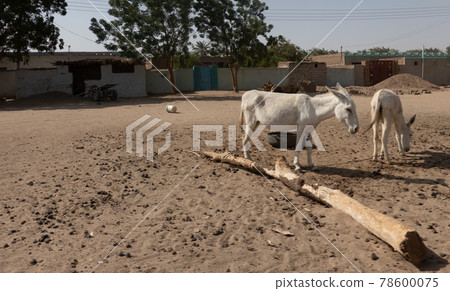 Two white donkeys search the village square in an African village for the sparse food. Two white donkeys search the village square in an African village for the sparse food. 78600075