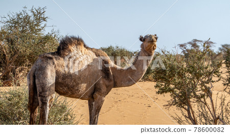 Camel in the desert of Sudan eating leaves of an acacia bush, sahara Camel in the desert of Sudan eating leaves of an acacia bush, sahara 78600082