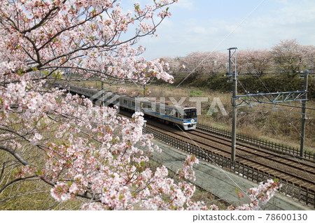 Near Shirai City, Chiba Prefecture Hokuso Railway 7500 series passing through the Hokuso Line and Sakura in full bloom 78600130